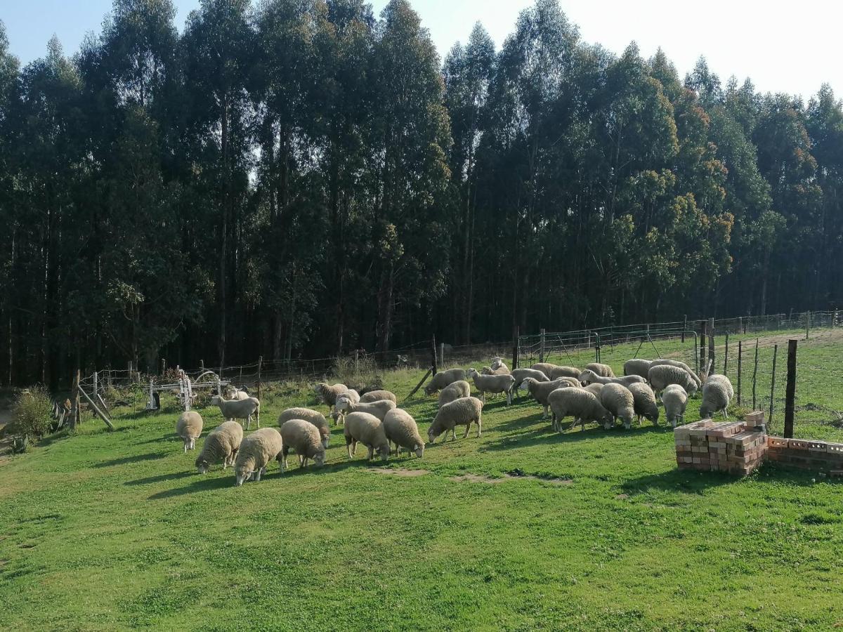 Rocks & Roses Farm Stay Lochiel 외부 사진